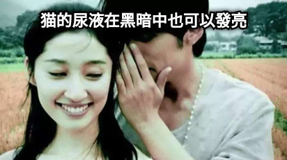 猫的尿液在黑暗中也可以發亮