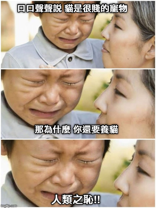 口口聲聲說 貓是很賤的寵物 那為什麼 你還要養貓 人類之恥!!