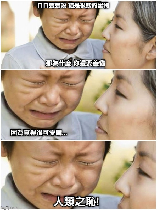 口口聲聲說 貓是很賤的寵物 那為什麼 你還要養貓 人類之恥! 因為真得很可愛嘛...