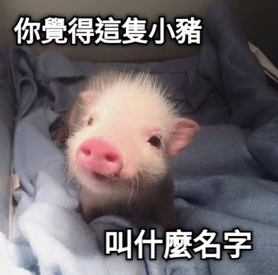 你覺得這隻小豬 叫什麼名字