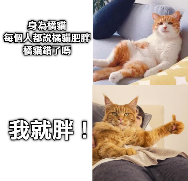 身為橘貓 每個人都說橘貓肥胖 橘貓錯了嗎 我就胖！