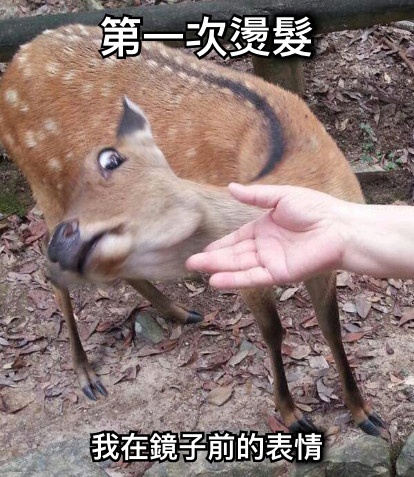 第一次燙髮 我在鏡子前的表情