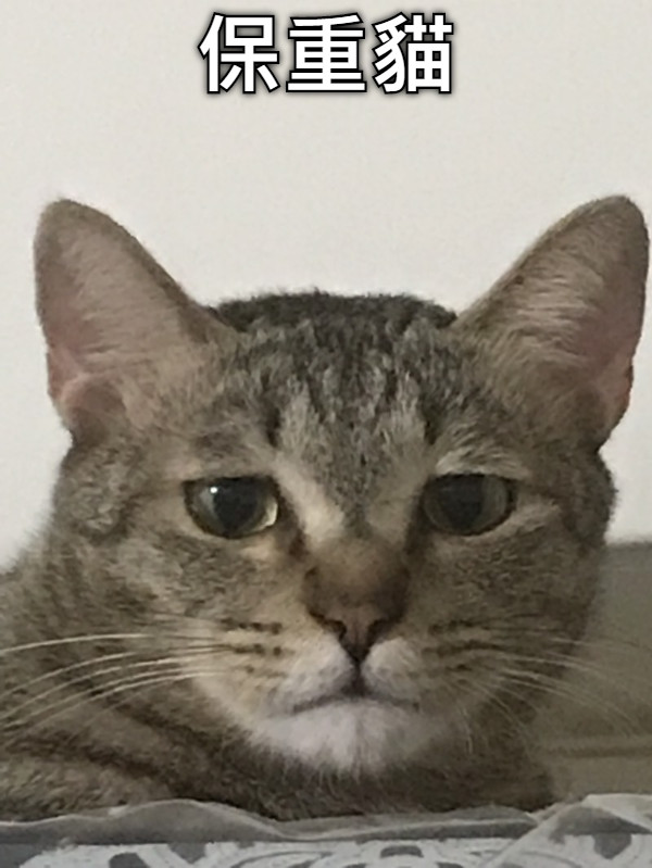 保重貓