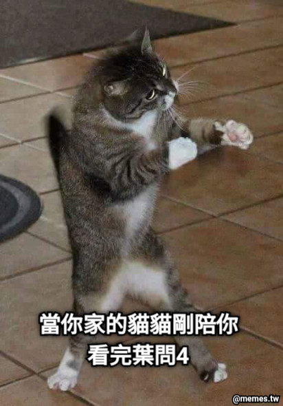 當你家的貓貓剛陪你看完葉問4