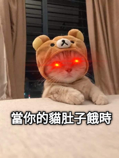 當你的貓肚子餓時