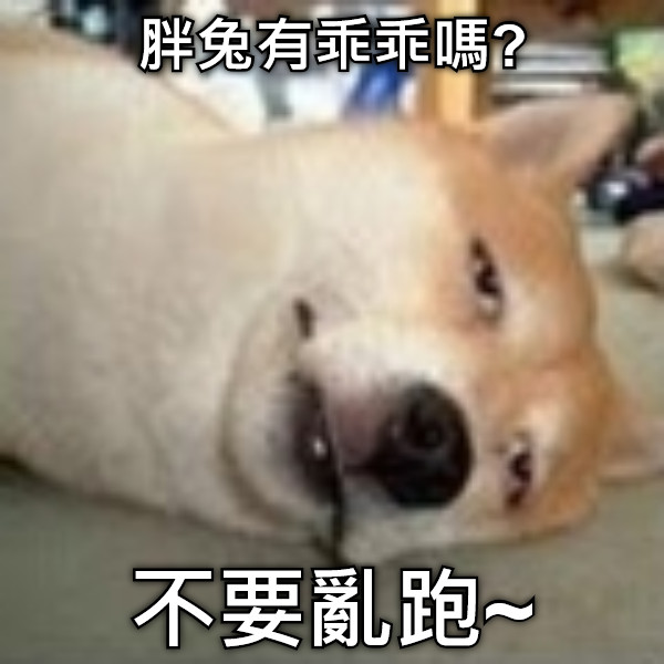 胖兔有乖乖嗎? 不要亂跑~