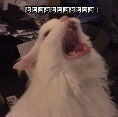 阿阿阿阿阿阿阿阿阿阿阿！