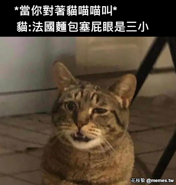 *當你對著貓喵喵叫* 貓:法國麵包塞屁眼是三小