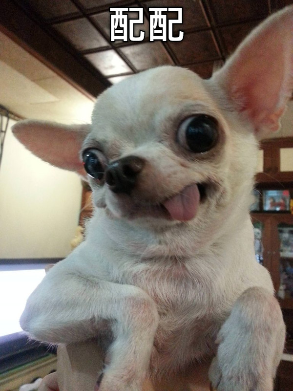 配配