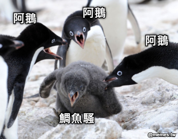 阿鵝 阿鵝 阿鵝 鯛魚騷