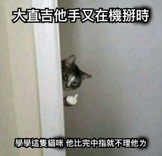 大直吉他手又在機掰時 學學這隻貓咪 他比完中指就不理他ㄌ