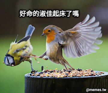 好命的淑佳起床了嗎