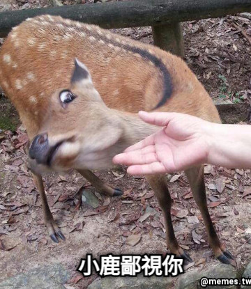 小鹿鄙視你