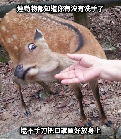 連動物都知道你有沒有洗手了 還不手刀把口罩買好放身上