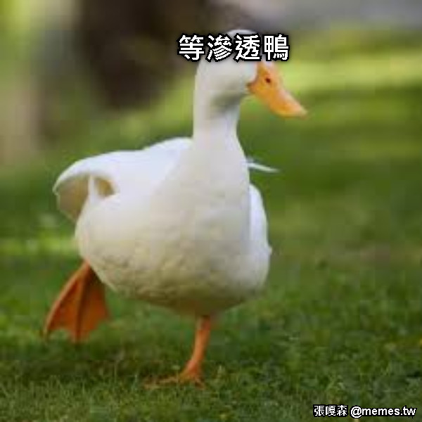 等滲透鴨