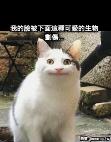 我的臉被下面這種可愛的生物劃傷...