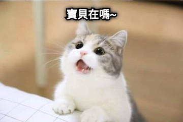 寶貝在嗎~