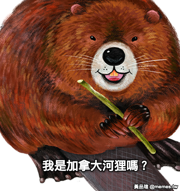 我是加拿大河狸嗎？