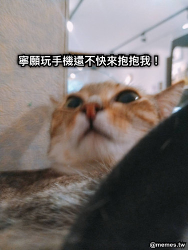 寧願玩手機還不快來抱抱我！