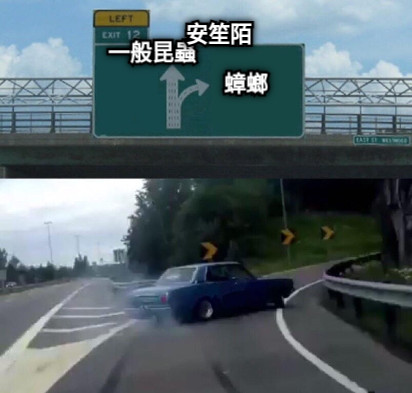 蟑螂 一般昆蟲 安笙陌