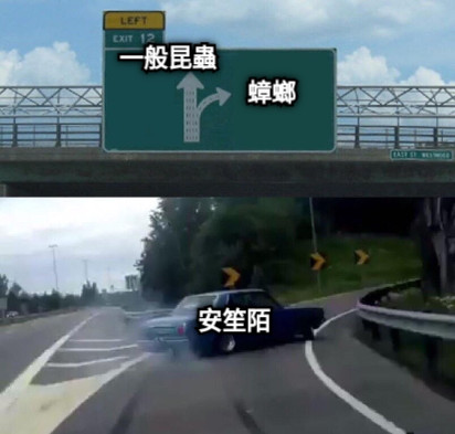 蟑螂 一般昆蟲 安笙陌