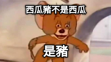 西瓜豬不是西瓜 是豬