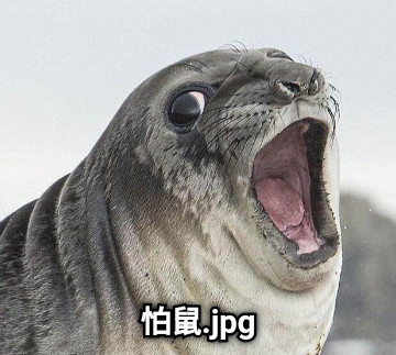 怕鼠.jpg