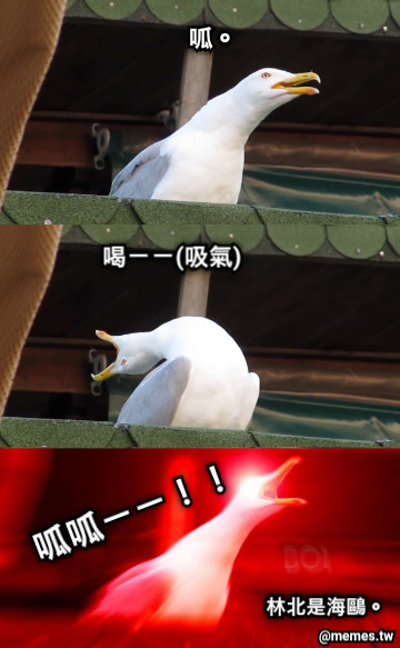 喝ㄧㄧ(吸氣) 呱呱ㄧㄧ！！ 呱。 林北是海鷗。