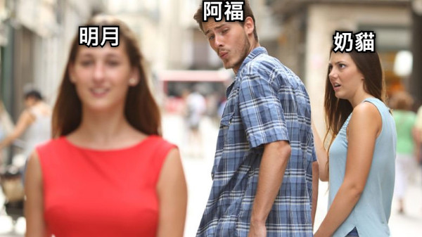 阿福 明月 奶貓