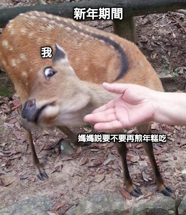 我 媽媽說要不要再煎年糕吃 新年期間