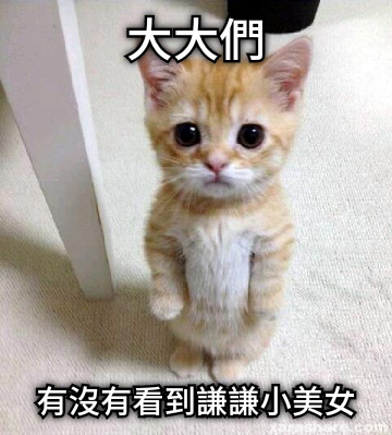 大大們 有沒有看到謙謙小美女
