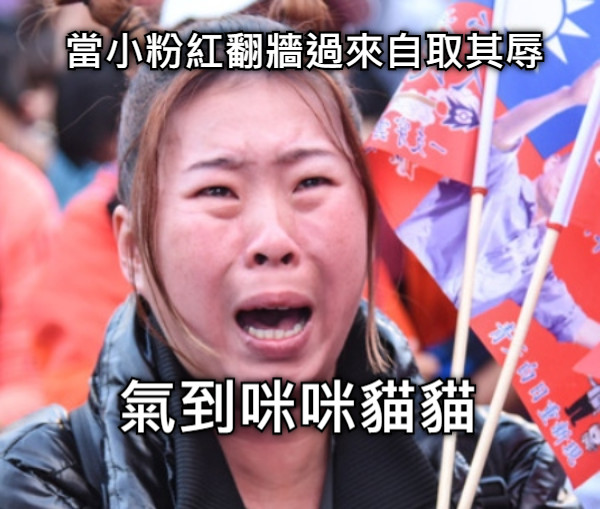 當小粉紅翻牆過來自取其辱 氣到咪咪貓貓