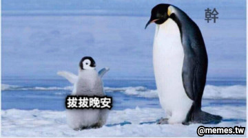 拔拔晚安