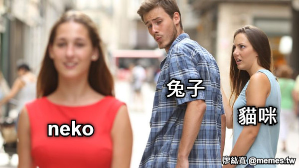 兔子 貓咪 neko