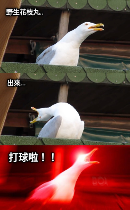 野生花枝丸.. 出來... 打球啦！！
