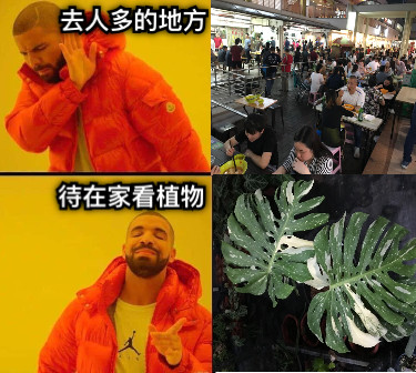 去人多的地方 待在家看植物