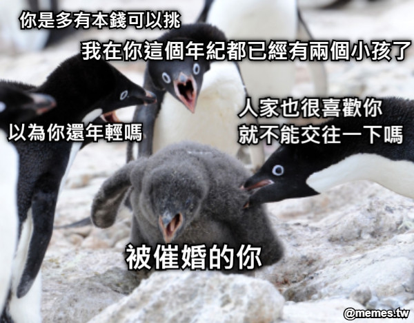 你是多有本錢可以挑 人家也很喜歡你 　就不能交往一下嗎 我在你這個年紀都已經有兩個小孩了 以為你還年輕嗎 被催婚的你