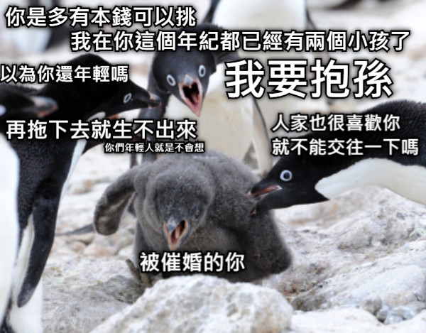 你是多有本錢可以挑 我在你這個年紀都已經有兩個小孩了 我要抱孫 人家也很喜歡你 　就不能交往一下嗎 以為你還年輕嗎 再拖下去就生不出來 你們年輕人就是不會想 被催婚的你