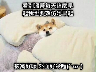 看到溫蒂每天這麼早起我也要效仿她早起 被窩好暖 外面好冷喔(´･ω･)