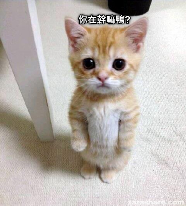你在幹嘛鴨?