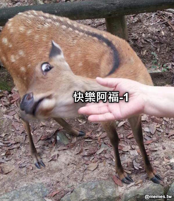 快樂阿福-1