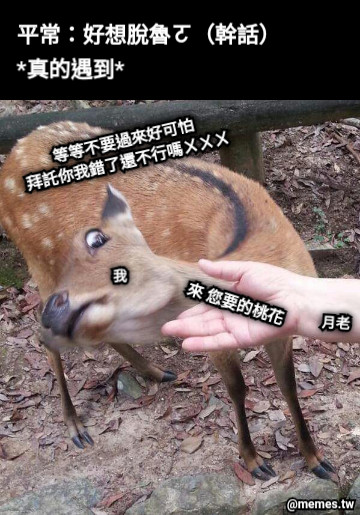 平常：好想脫魯ㄛ（幹話） *真的遇到* 等等不要過來好可怕 拜託你我錯了還不行嗎ㄨㄨㄨ 月老 我 來 您要的桃花