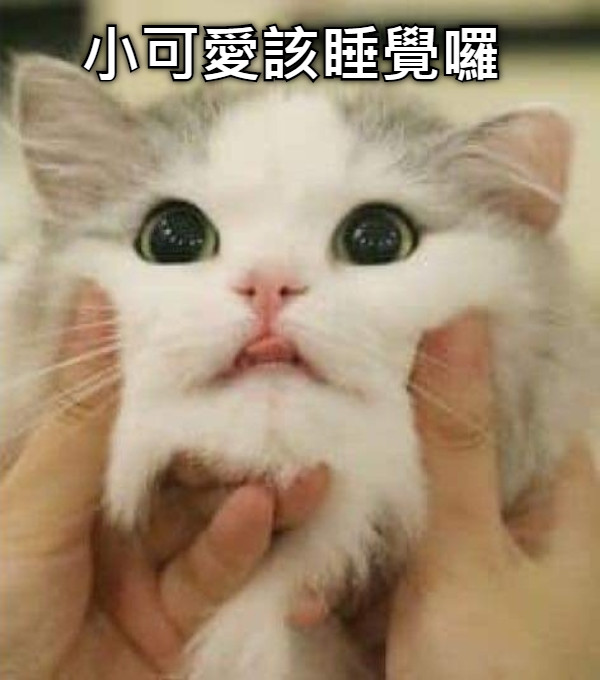 小可愛該睡覺囉