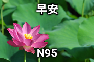 早安 N95