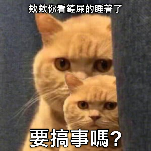 欸欸你看鏟屎的睡著了 要搞事嗎?