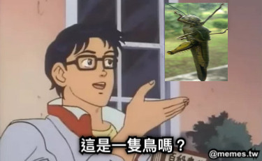 這是一隻鳥嗎？