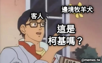 邊境牧羊犬 客人 這是 柯基嗎？