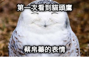 第一次看到貓頭鷹 蔡帛蓁的表情