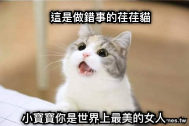 這是做錯事的荏荏貓 小寶寶你是世界上最美的女人