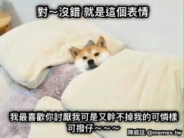 對～沒錯 就是這個表情 我最喜歡你討厭我可是又幹不掉我的可憐樣 可撥仔～～～